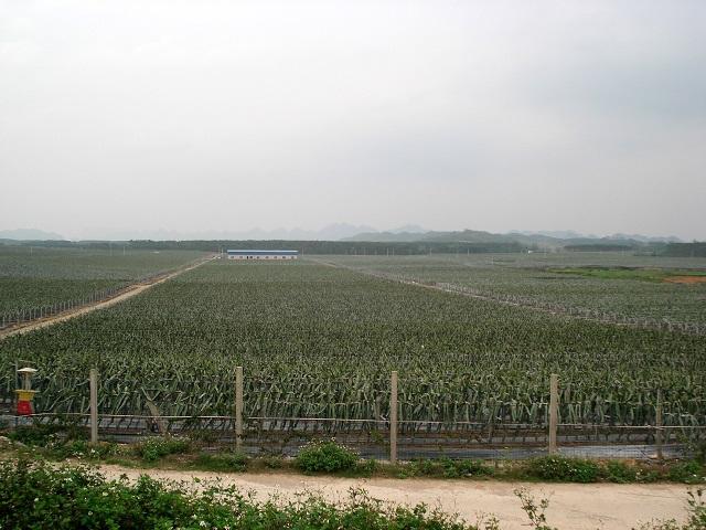 海南东方果自然生态果园
