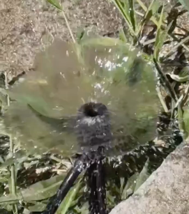 应用视频