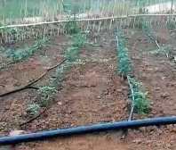 应用视频