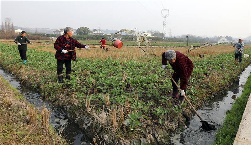 群众正在给退园还耕基地里上千亩的油菜苗浇灌粪水。